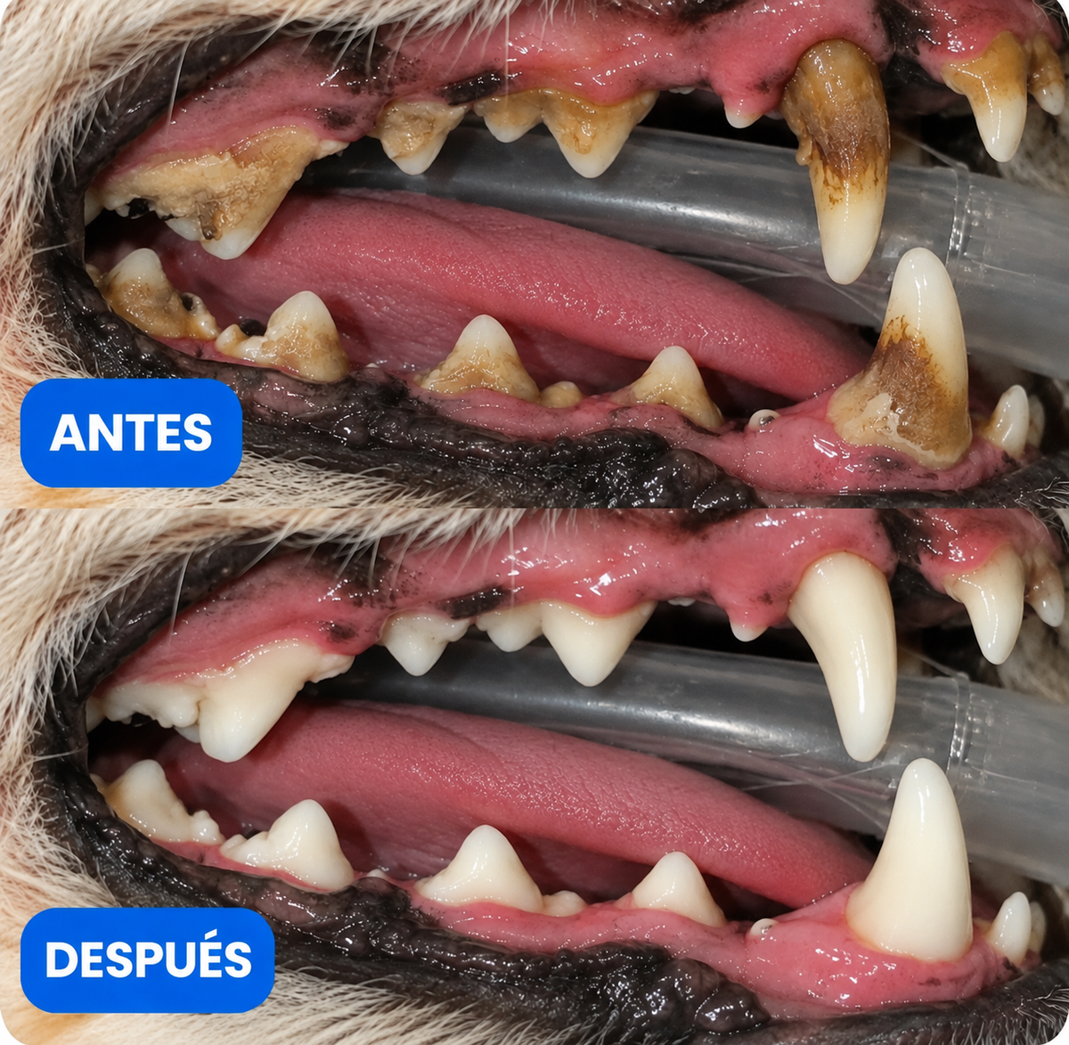 PawSmile - Mordedor Dental 2 en 1